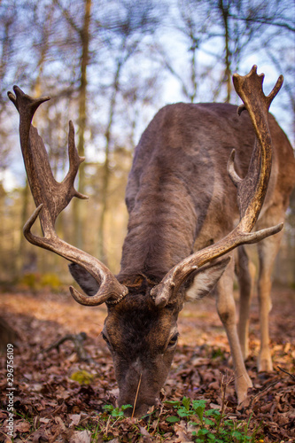 Fototapeta Naklejka Na Ścianę i Meble -  Europäischer Damhirsch (Dama dama dama)