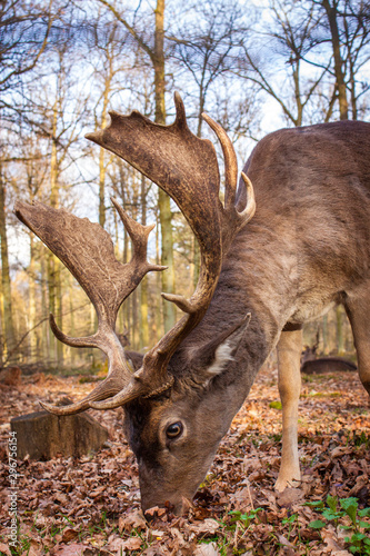 Fototapeta Naklejka Na Ścianę i Meble -  Europäischer Damhirsch (Dama dama dama)