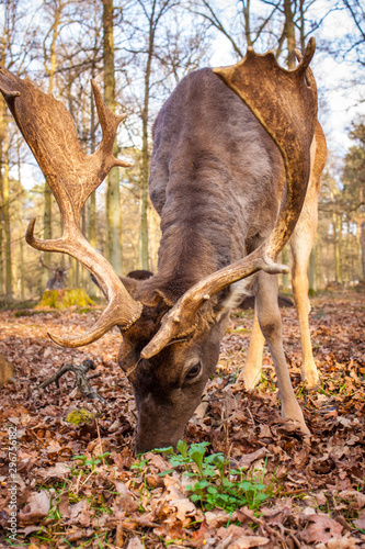 Fototapeta Naklejka Na Ścianę i Meble -  Europäischer Damhirsch (Dama dama dama)