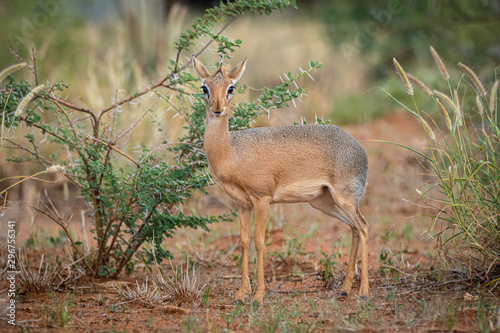 Kirk-Dikdik  Madoqua kirkii  in Namibia