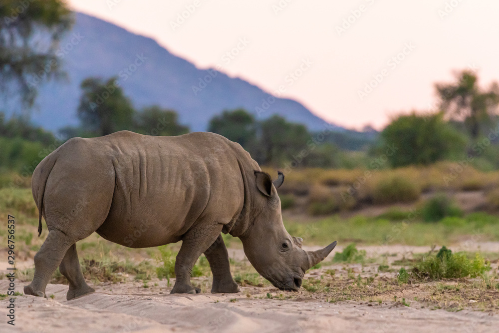 Fototapeta premium Breitmaulnashorn (Ceratotherium simum) in Namibia