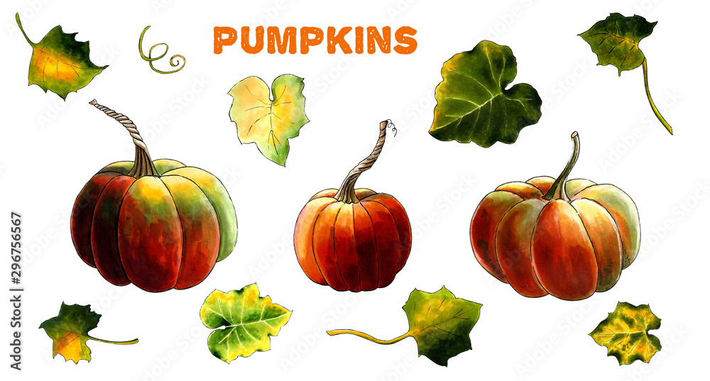 Set of pumpkins with leaves on white background Hand draw illustration