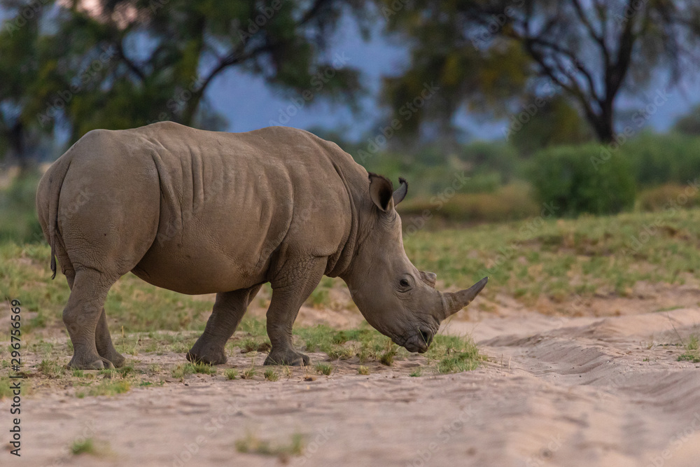 Fototapeta premium Breitmaulnashorn (Ceratotherium simum) in Namibia