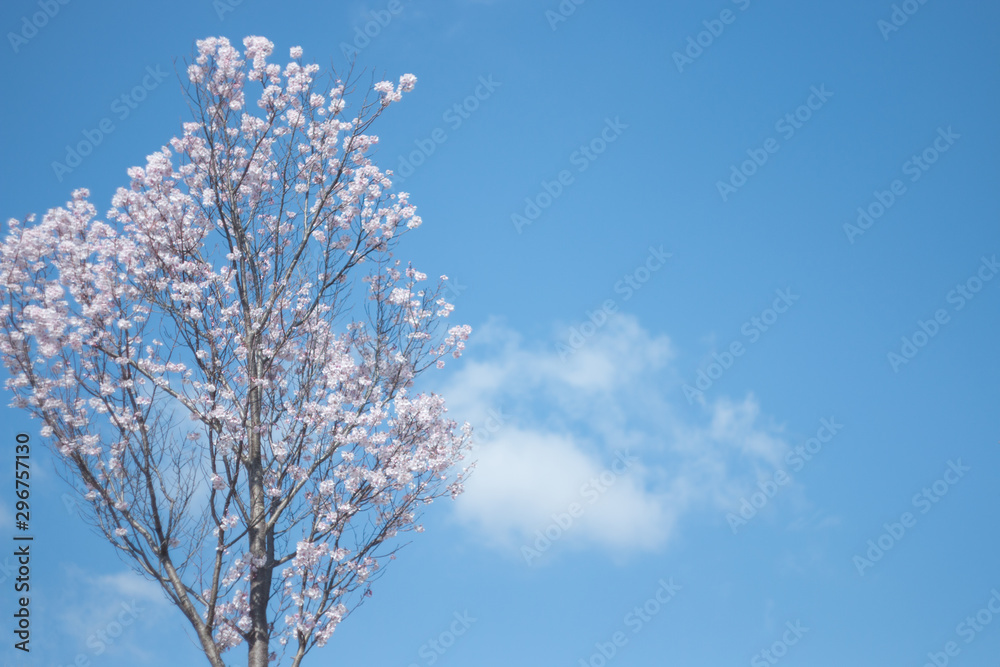 青空に可愛い桜