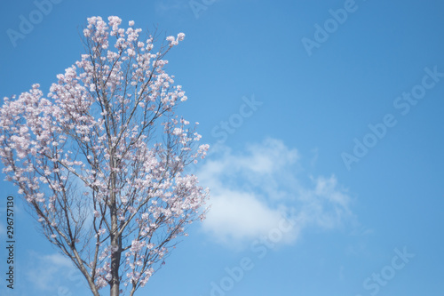 青空に可愛い桜