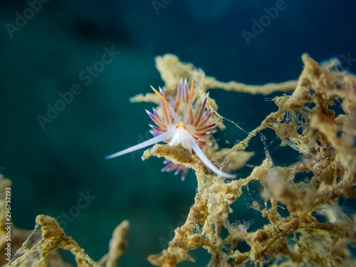 mediterranean sea slug Nudibranch Hervia - Cratena peregrina