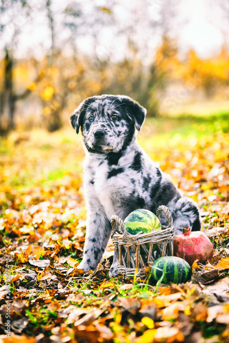Photos funny Labrador puppy dog in autumn background