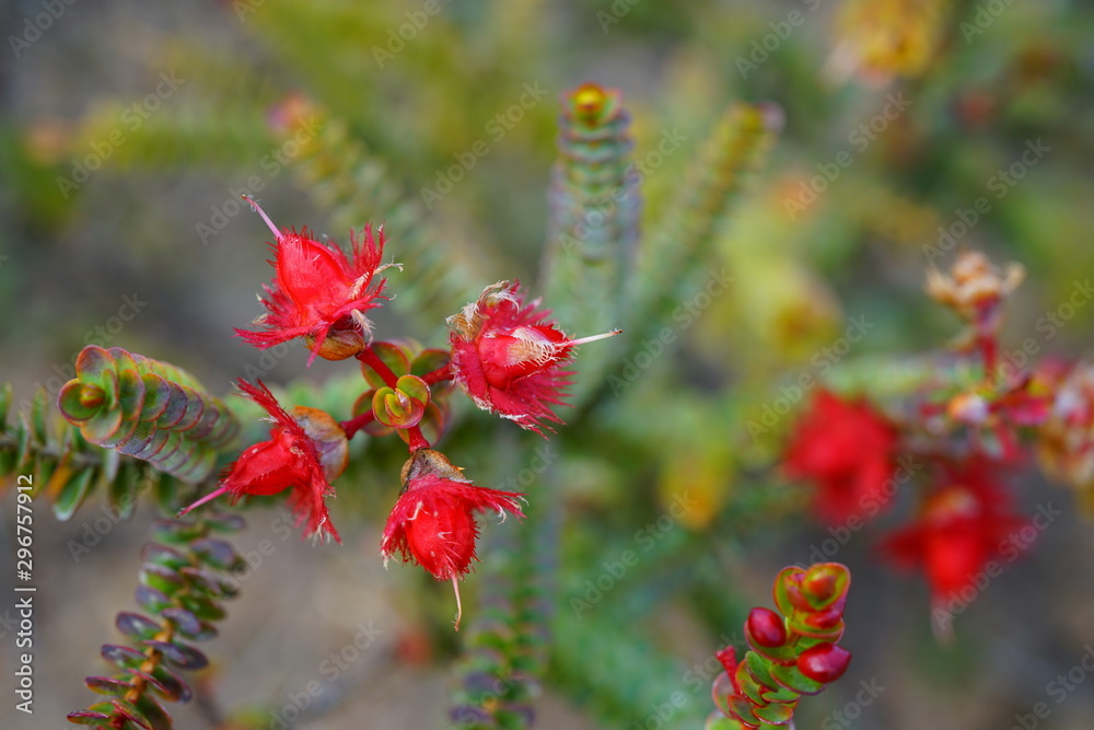 View of a Verticordia feather flower in Australia View of a Verticordia feather flower in Australia