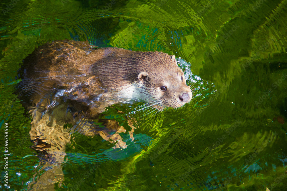 Wild eurasian otter swiming in river close up Wild eurasian otter swiming in river close up
