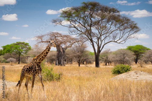 Photography African giraffe in the grass passing by in Serengeti national park