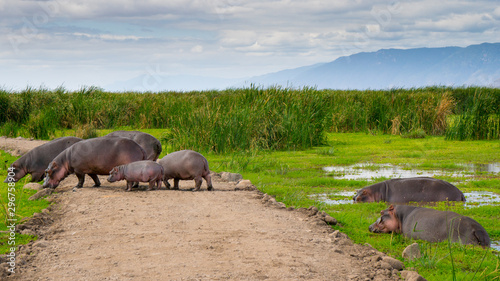 Fototapeta Naklejka Na Ścianę i Meble -  Family of African hippo (hippopotamus) in the water and on the road passing by in Lake Manyara national park. Tanzania. Amazing blue sky and green tree and grass, mountain in the background