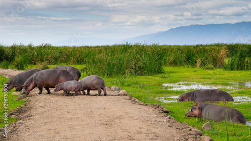 Family of African hippo  hippopotamus  in the water and on the road passing by in Lake Manyara national park. Tanzania. Amazing blue sky and green tree and grass  mountain in the background