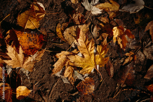 fallen leaves in autumn forest at sunny weather. Beautiful autumn