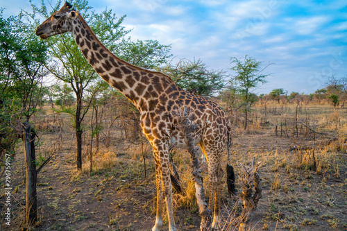 African giraffe in the golden grass eating tree for breakfast in Serengeti national park. Tanzania. Amazing blue sky and green trees