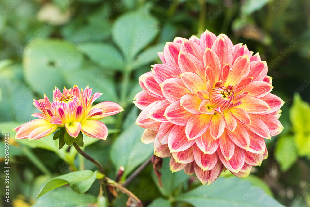 One dalia flower on the green leaves background. One dalia flower on the green leaves background.