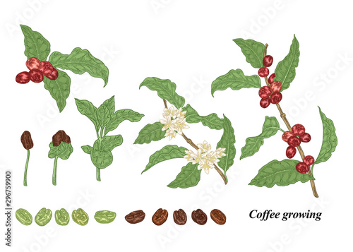 Coffee plant set. Hand drawn coffee beans, sprout, branch with flowers and ripe coffee berries. Vector illustration. Colorful engraving style.