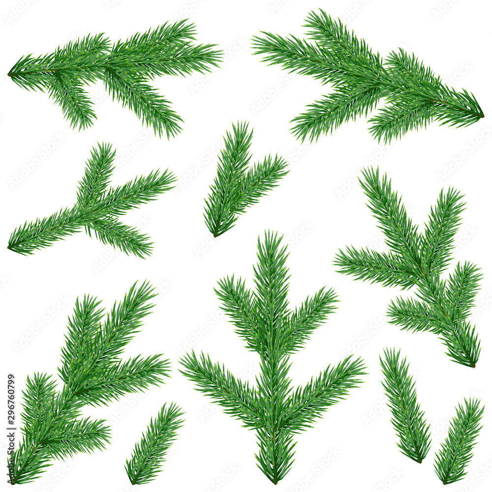 Set of realistic fir tree branches isolated on white background; Vector botanical illustration; Christmas tree green twigs