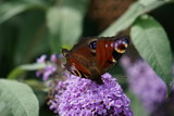 Peacock butterfly on buddleja