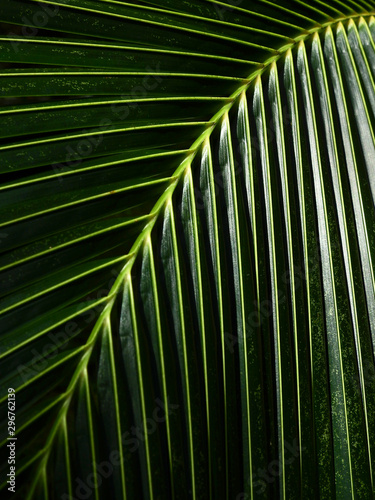 coconut leaves texture