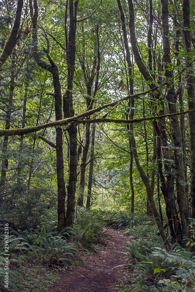 pine trees in a forest covered in ferns and moss pine trees in a forest covered in ferns and moss