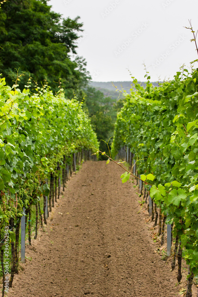 vertical shot through the vineyard in Pfalz area of germany, bad durkheim