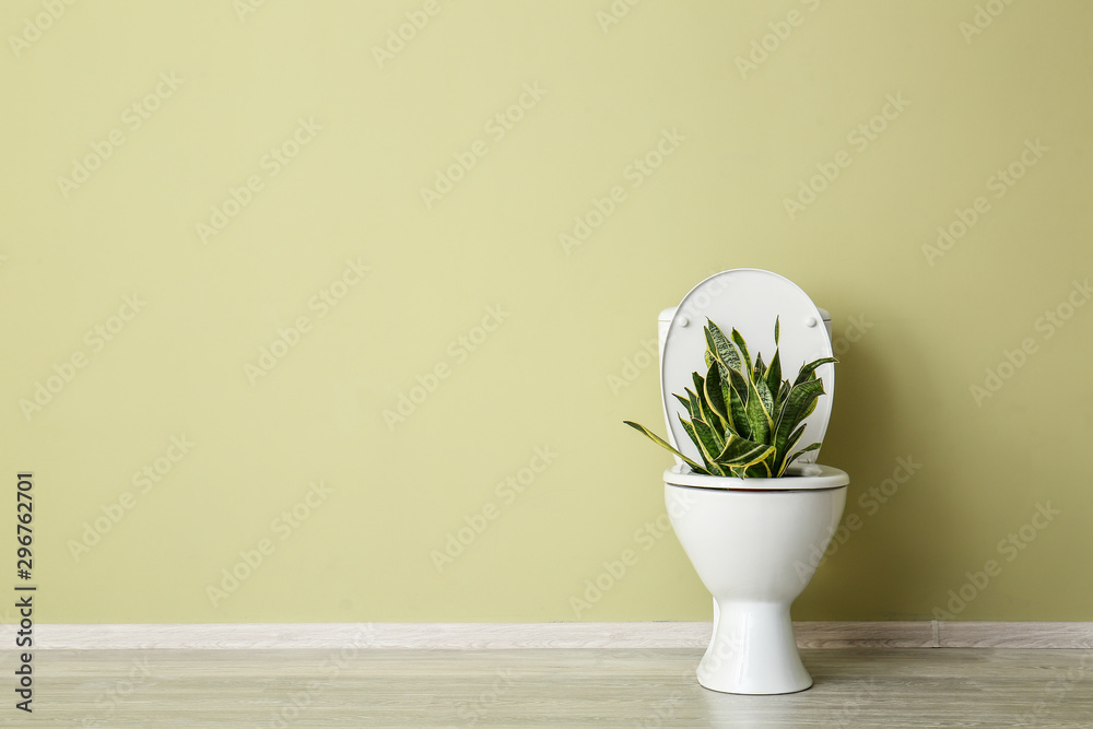 Clean toilet bowl with plant near color wall