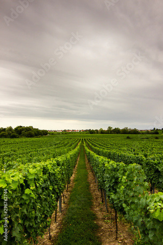 vineyard in Pfalz area of germany, bad durkheim, vertical  photo