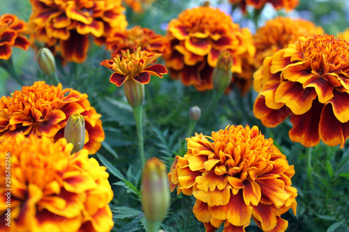 Mexican marigold