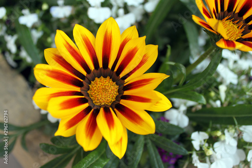African daisies