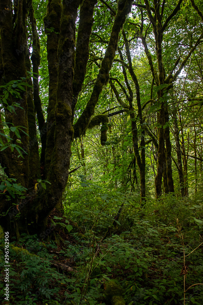 pine trees in a forest covered in ferns and moss