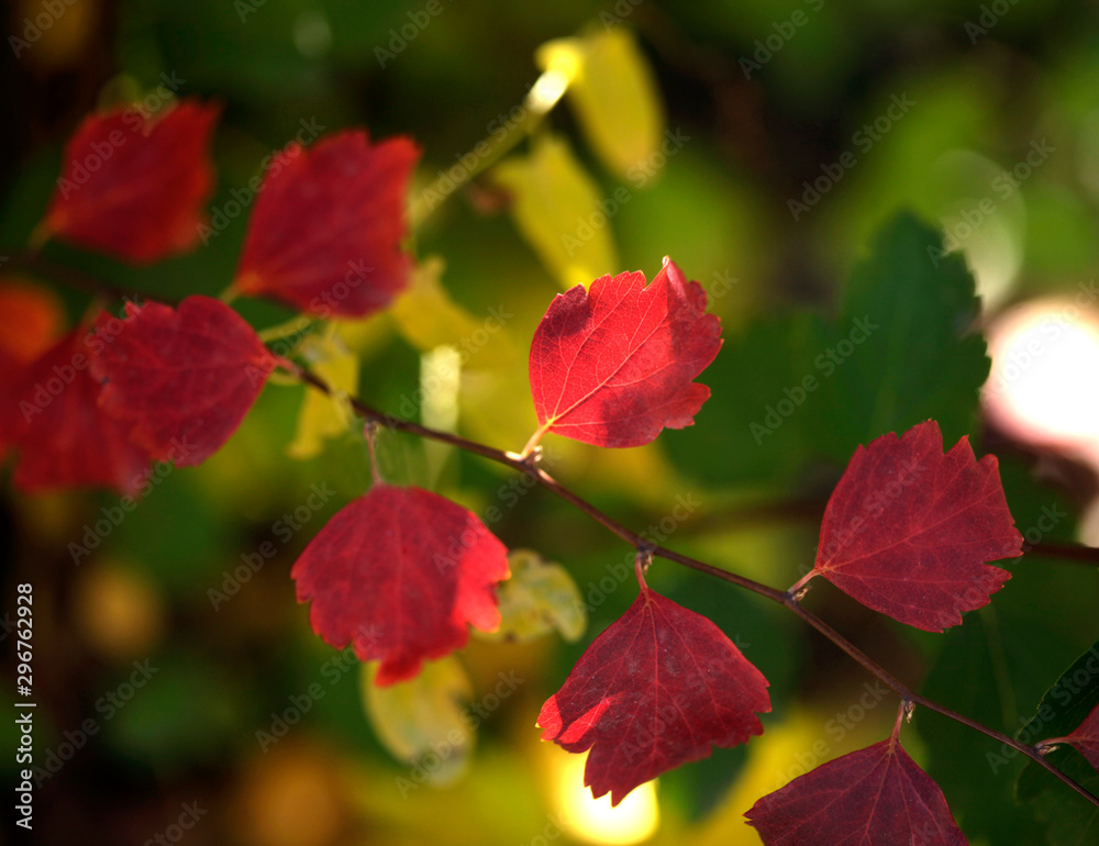 colorful autumn leaves on tree