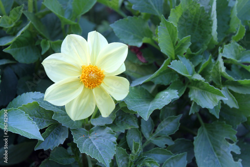 Marsh Marigold