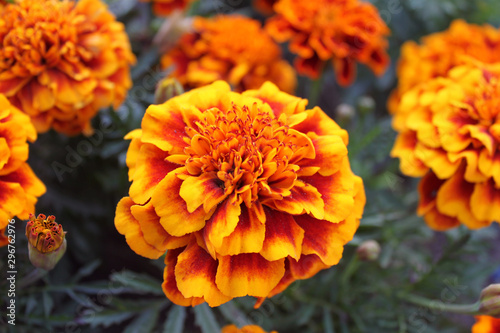 Mexican marigold