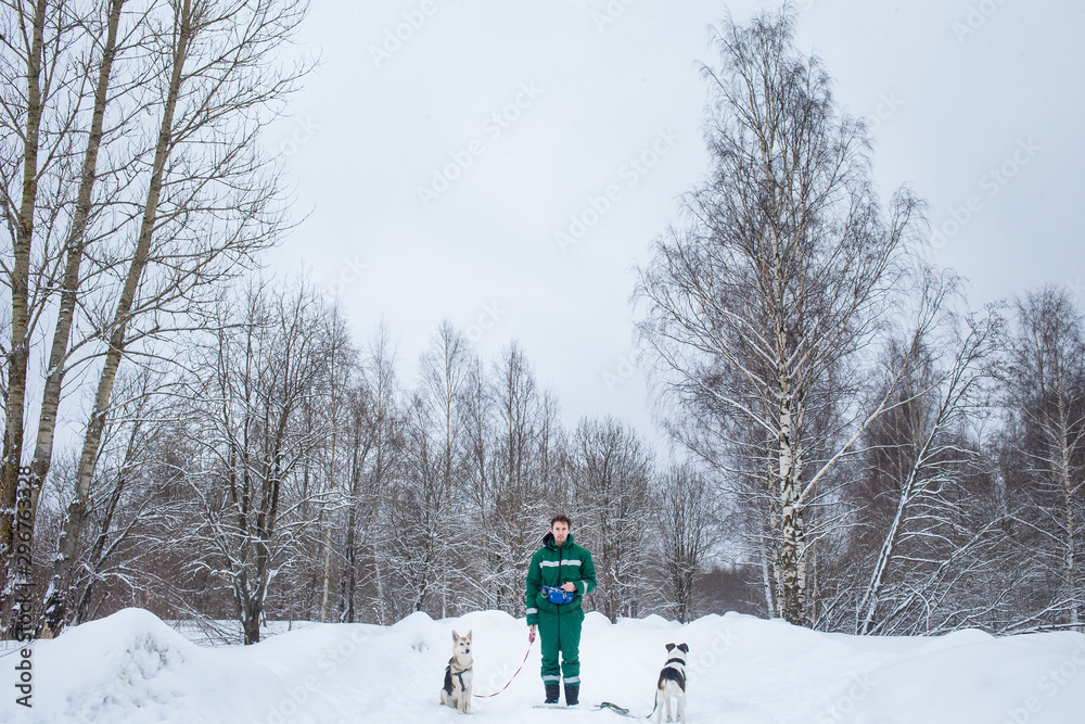 Two dogs walk outdoors in winter with an owner