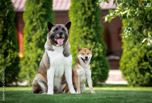 Puppy breed Shiba inu and adult American Akita sitting together on the lawn