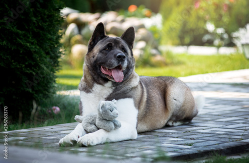 Dog breed American Akita lies in the flowers on the steps © Tsvetkova