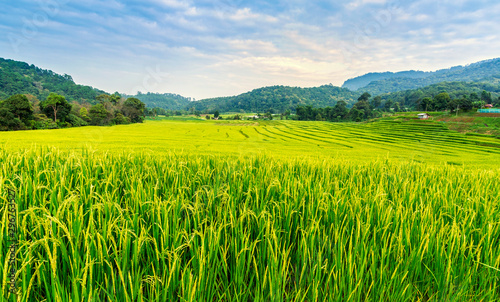 Green and yellow color terraced rice field in north of Thailand