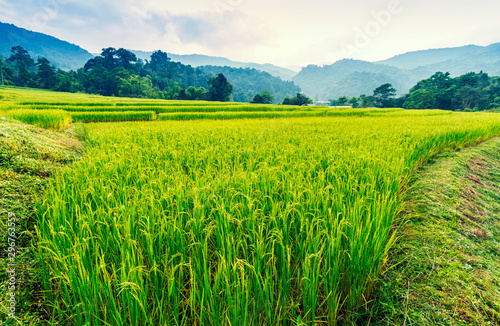 Green and yellow color terraced rice field in north of Thailand