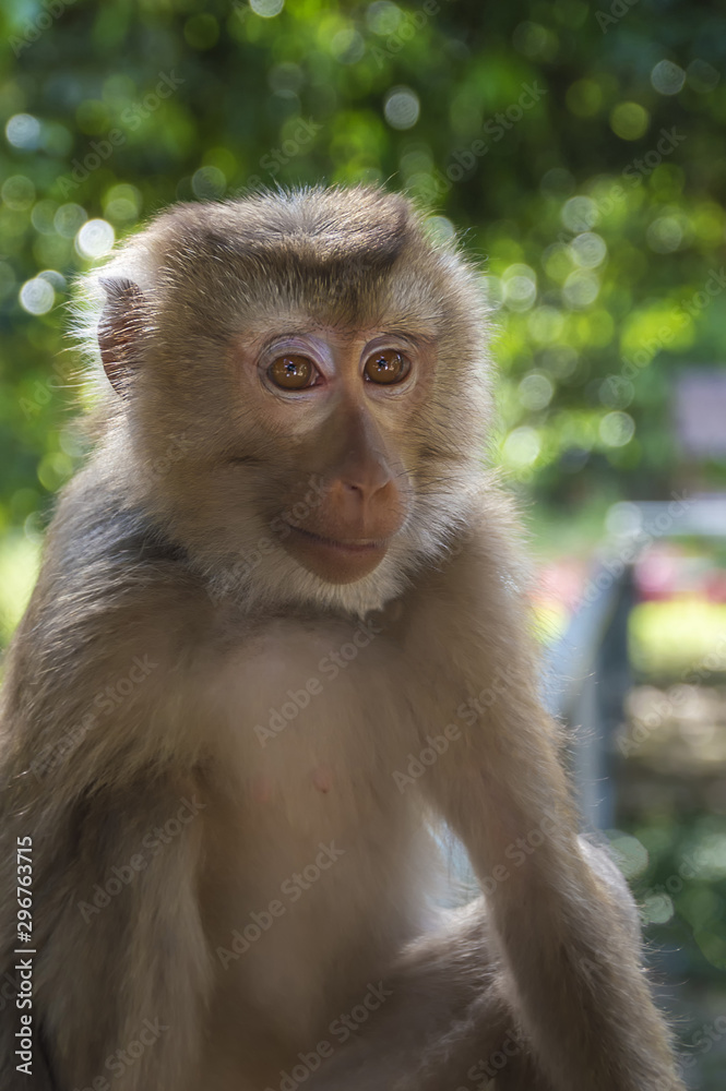 Fototapeta premium macaportrait of macaque, on a blurred background of green tropical vegetation