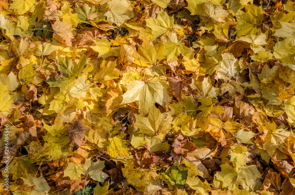 Fallen yellow maple leaves on the ground in autumn sunny day Fallen yellow maple leaves on the ground in autumn sunny day