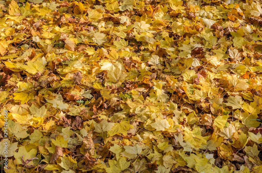 Fallen yellow maple leaves on the ground in autumn sunny day Fallen yellow maple leaves on the ground in autumn sunny day