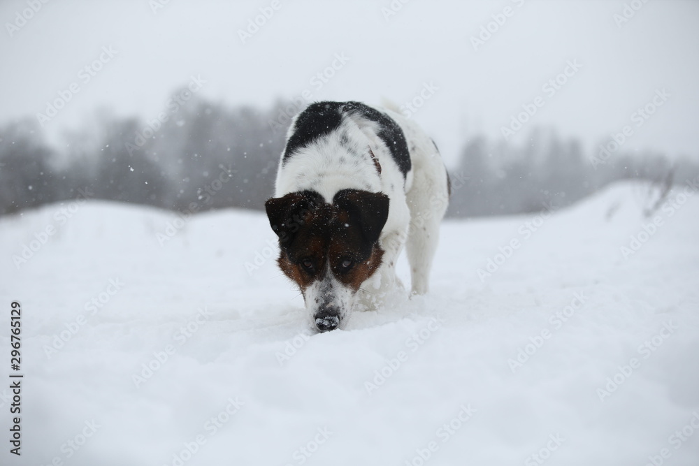 Portrait of a cute dog in a jump above snow Portrait of a cute dog in a jump above snow