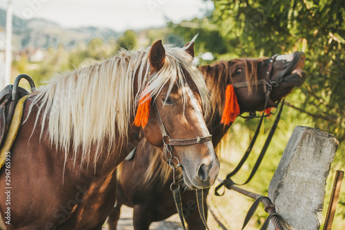 Two beautiful brown horses is standing in a farm in the Carpathians. Side view