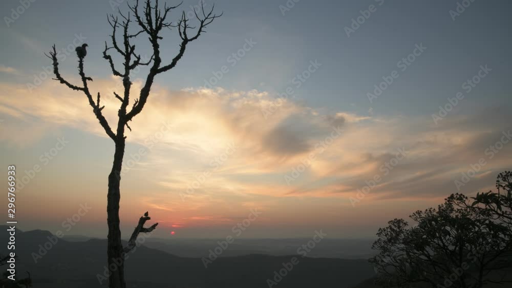 Trees and Birds Silhouettes at Sunrise Brazil Trees and Birds Silhouettes at Sunrise Brazil