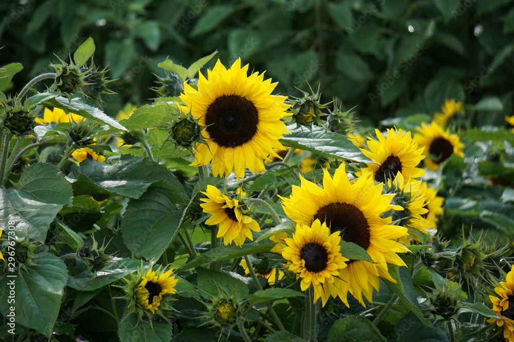 Sunflower Sunflower