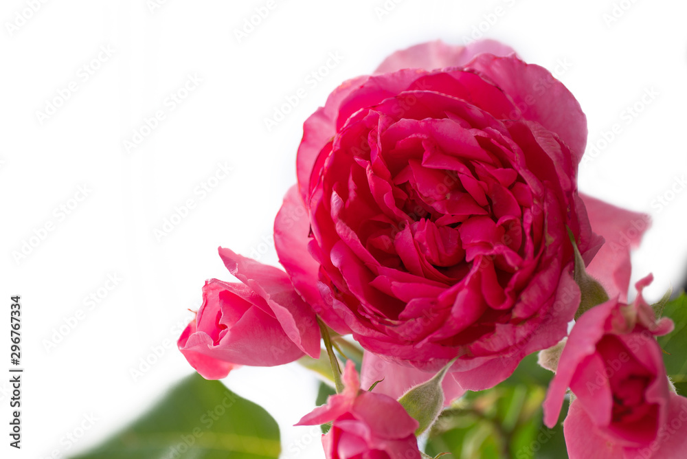 Beautiful pink peony close-up on white background. Top view. Flat lay. Beautiful pink peony close-up on white background. Top view. Flat lay.