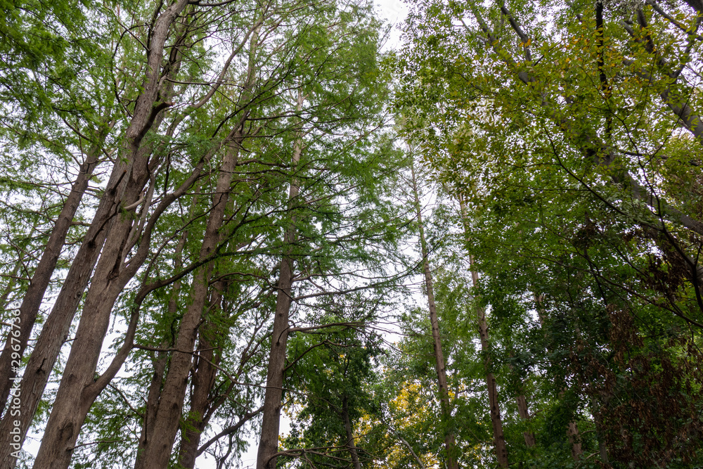 Fototapeta premium 森の木々