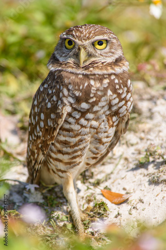 Burrowing Owl Standing Outside Its Nest