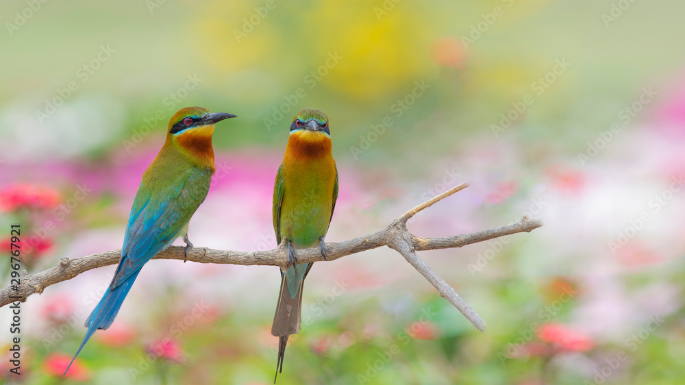 Beautiful birds in nature Blue-tailed bee-eater