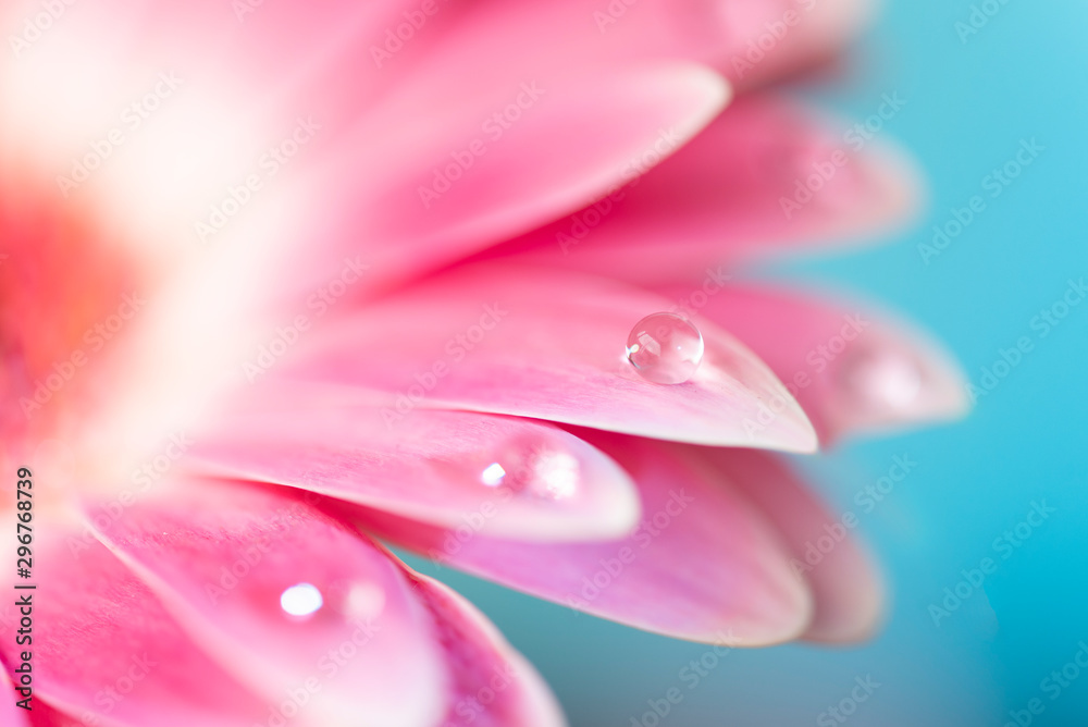 Beautiful close-up Gerbera daisy with drops, on the bokeh background.